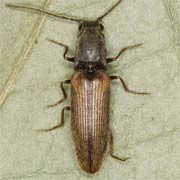 Athous bicolor (8–11 mm)