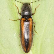 Athous vittatus (10–14 mm)