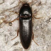 Brachygonus megerlei (9–12 mm)