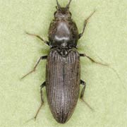 Cardiophorus asellus (7–9.5 mm)