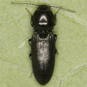 Cardiophorus ebeninus (6–8 mm)