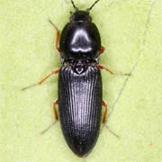 Cardiophorus vestigialis (7–8.5 mm)