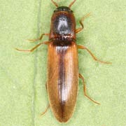 Dalopius marginatus (6–7.5 mm)