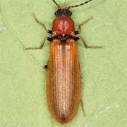 Denticollis linearis