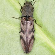 Diacanthous undulatus (12.5–19 mm)