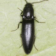 Ectinus aterrimus (10–15 mm)