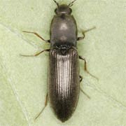 Haplotarsus incanus (7–8.5 mm)