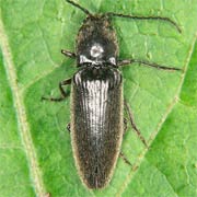 Hemicrepidius niger (10–14.5 mm)