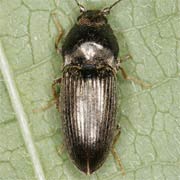 Hypnoidus riparius (5.3–6.8 mm)