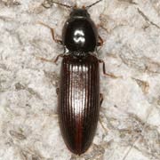 Hypoganus inunctus (8–10.5 mm)