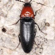 Ischnodes sanguinicollis (8.5–11 mm)