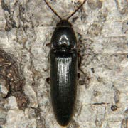Melanotus rufipes (13–19 mm)