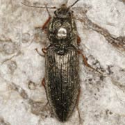 Mosotalesus nigricornis (10–13 mm)