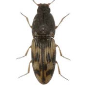 Negastrius sabulicola (2.9–6 mm)