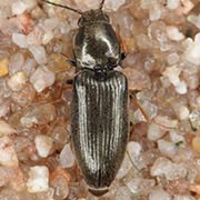 Oedostethus tenuicornis (3.6–5 mm)