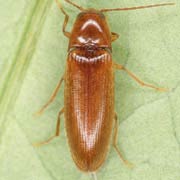 Porthmidius austriacus (6.5–7.5 mm)