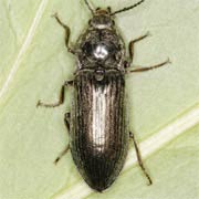 Selatosomus latus (10–17 mm)