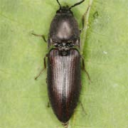 Sericus brunneus (8–9 mm)