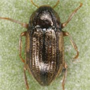 Oulimnius tuberculatus (1.7–1.9 mm)