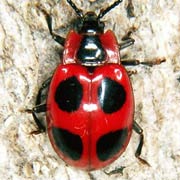 Endomychus coccineus (4–6 mm)