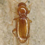 Holoparamecus caularum (1–1.1 mm)