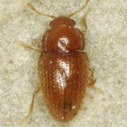 Mycetaea subterranea (1.5–1.8 mm)