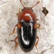 Dacne bipustulata (2.5–3.3 mm)