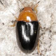 Triplax rufipes (3–5 mm)