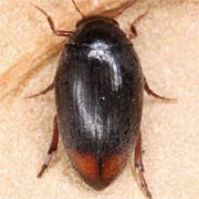 Eucinetus haemorrhoidalis (3–3.6 mm)