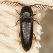 Dirhagus lepidus (4–6 mm)