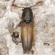 Isorhipis marmottani (5–7 mm)