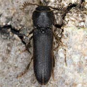 Melasis buprestoides (6–9 mm)