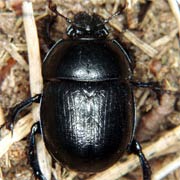 Anoplotrupes stercorosus (16–24 mm)