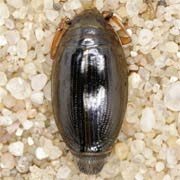 Gyrinus aeratus (4.5–6 mm)