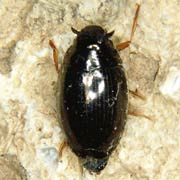 Gyrinus substriatus (5–7 mm)