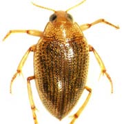 Haliplus flavicollis (3.5–4 mm)