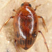 Haliplus fulvus (3.8–4.5 mm)