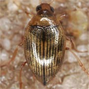 Haliplus ruficollis (2.5–2.9 mm)