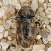 Heterocerus hispidulus (3–3.5 mm)