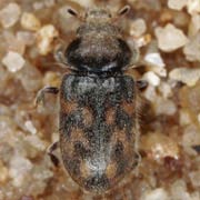 Heterocerus marginatus (3.5–4.3 mm)