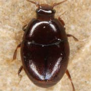 Acritus minutus (0.9–1 mm)