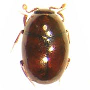 Aeletes atomarius (0.9–1 mm)