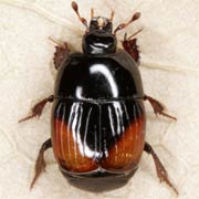 Atholus bimaculatus (3.6–5 mm)