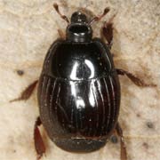 Atholus corvinus (3.5–4.5 mm)