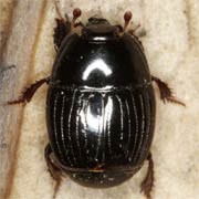 Atholus duodecimstriatus (4–5 mm)