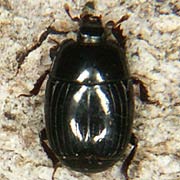 Eblisia minor (3–4 mm)