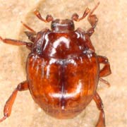 Hetaerius ferrugineus (1.5–2 mm)