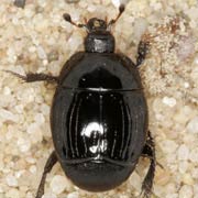 Margarinotus brunneus (6–8.5 mm)