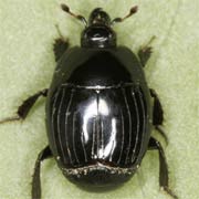 Margarinotus carbonarius (3.5–5.5 mm)