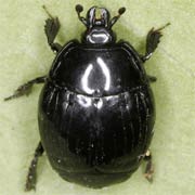 Margarinotus striola (5–7 mm)